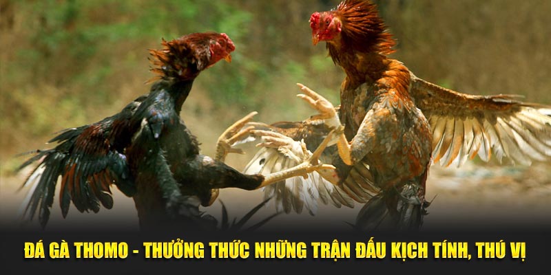 Đá gà Thomo thưởng thức những trận đấu kịch tính thú vị