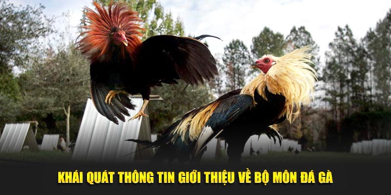 Khái quát thông tin giới thiệu về bộ môn đá gà