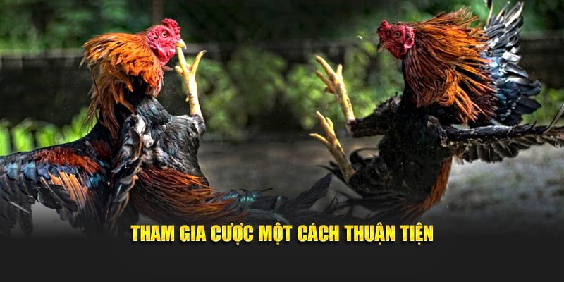 Tham gia cược một cách thuận tiện