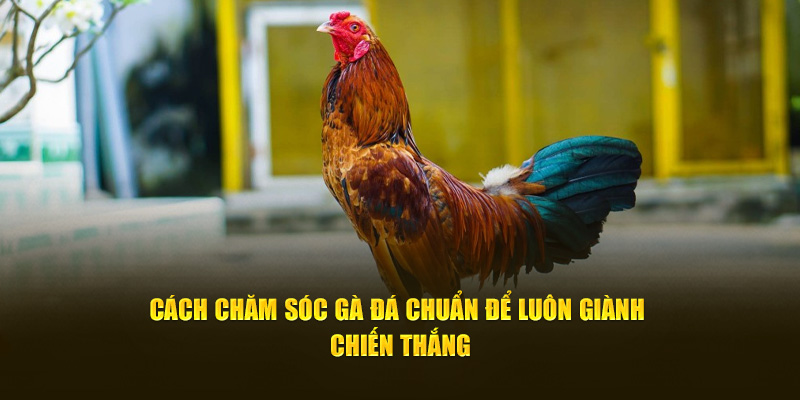 Cách chăm sóc gà đá chuẩn luôn giành chiến thắng